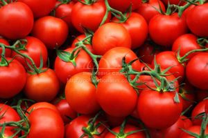 Вирощування томатів (помідори)